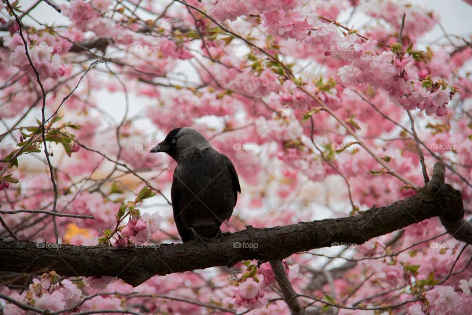 Jackdaw in the cherry tree