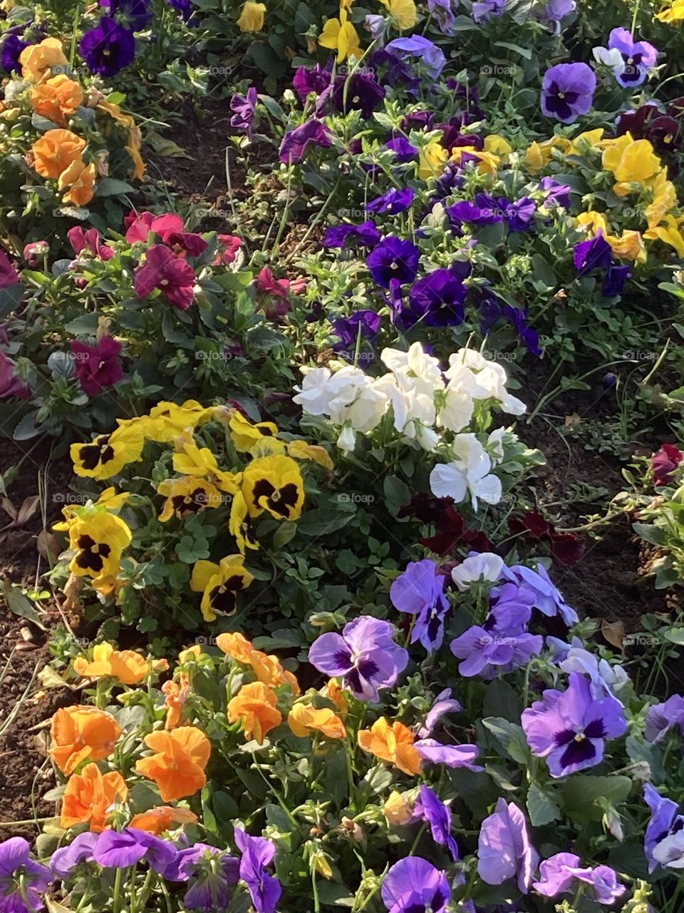 Jardim com flores de amor perfeito. Flores de várias cores como: roxo, amarelo, bordô e outras.