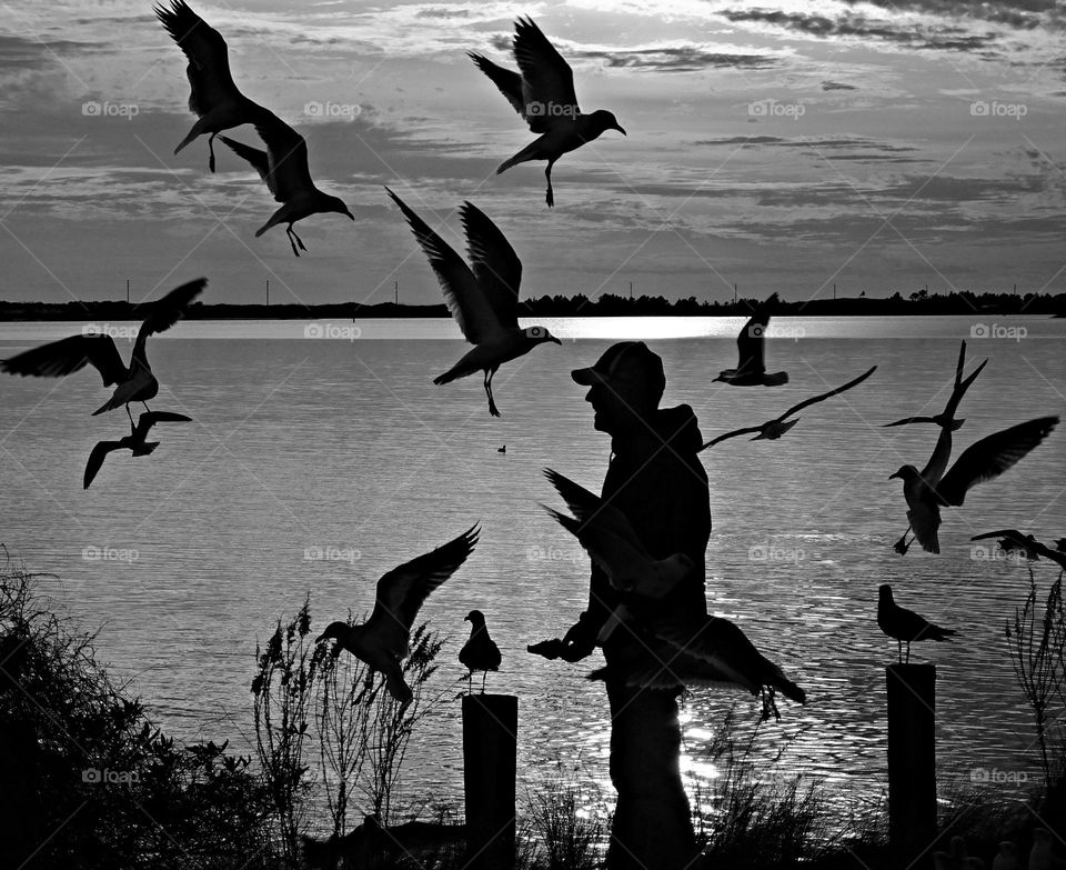 Homing Pigeons in flight - Silhouette of of a man feeding his homing pigeons. The bay in the horizon is shimmering from the morning sun. Clouds cluster in the sky.