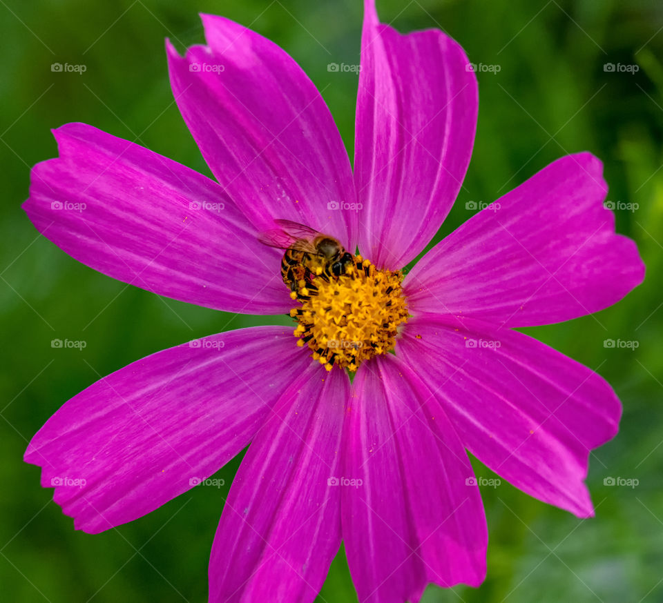 Bee passion in pink flower