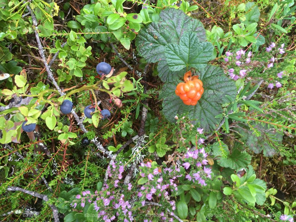 Hjortron och blåbär
