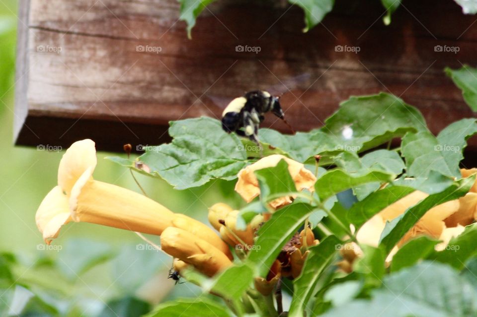 Bumblebee Landing on Trumpet Vine