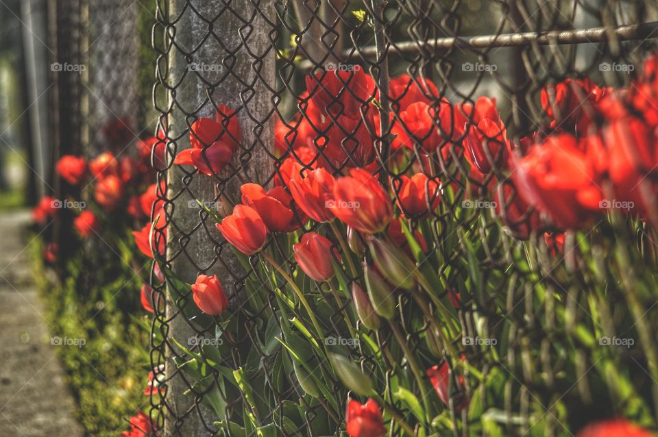 red tulips bulge through the fence