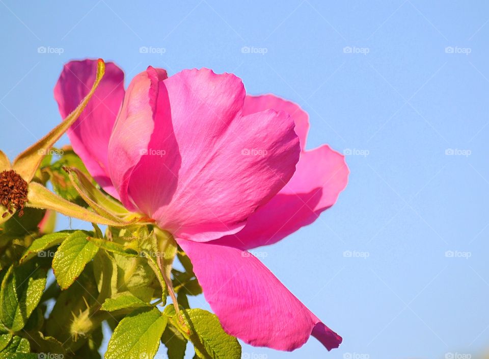 Close-up of pink flower