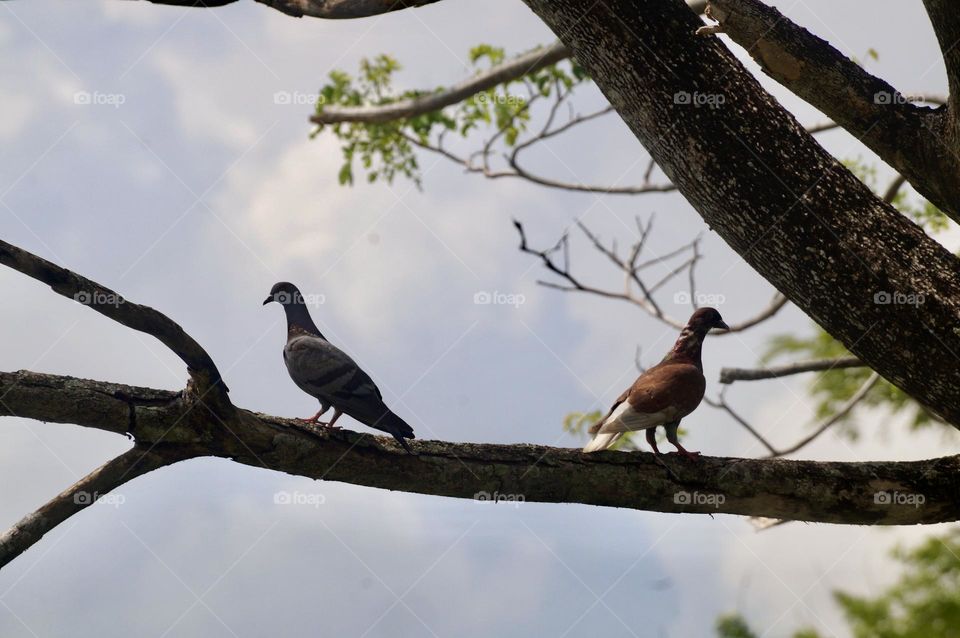 The pigeons at the country side 