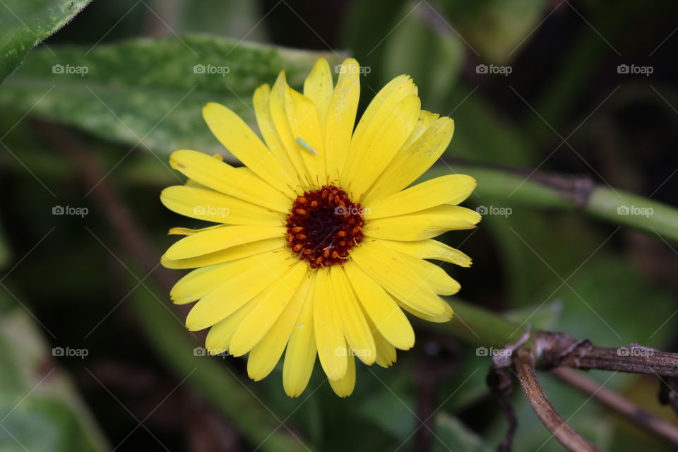 Calendula