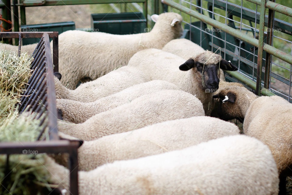 Sheep eating hay in the barnyard on the farm. 