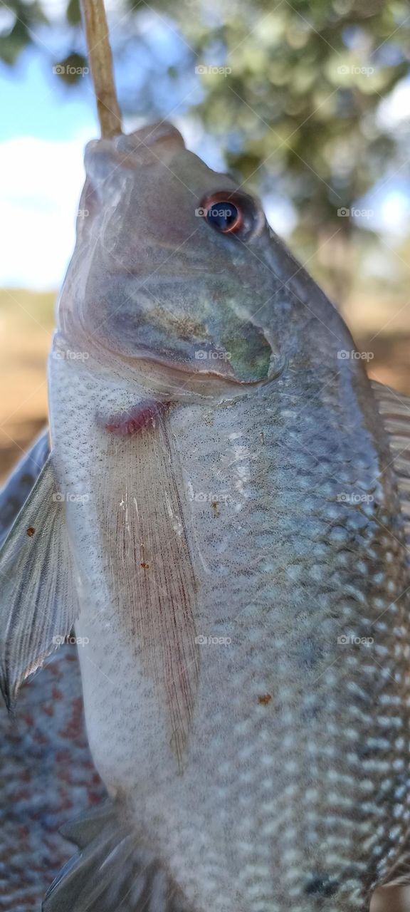 Tilapia hooked on a hook