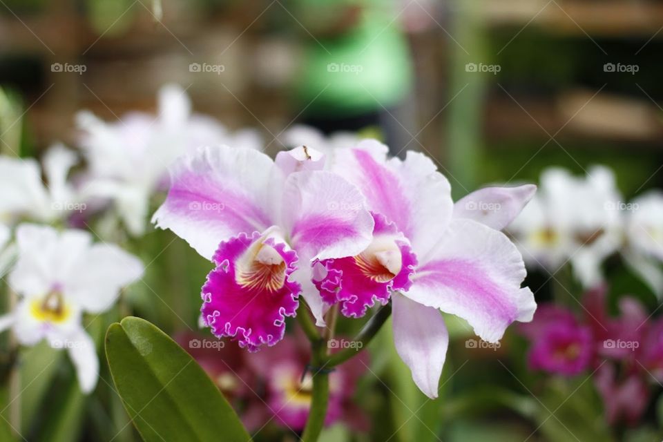 Beauty Orchid