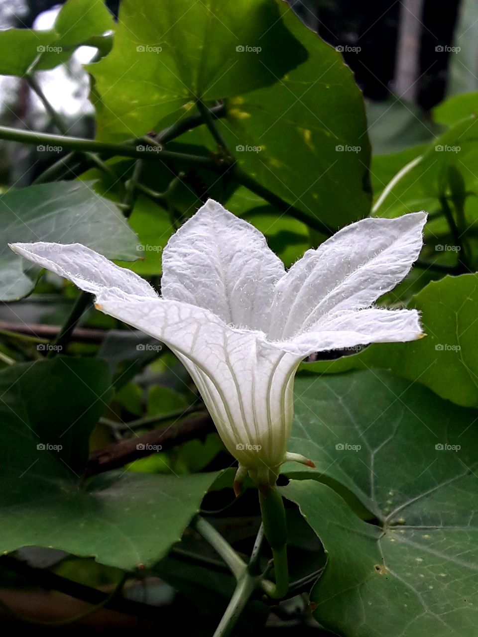 White color blooming flower