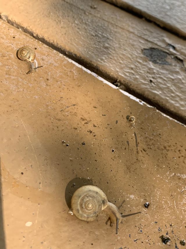 Precious little snail family. If you look close enough, you can actually see the smallest one!