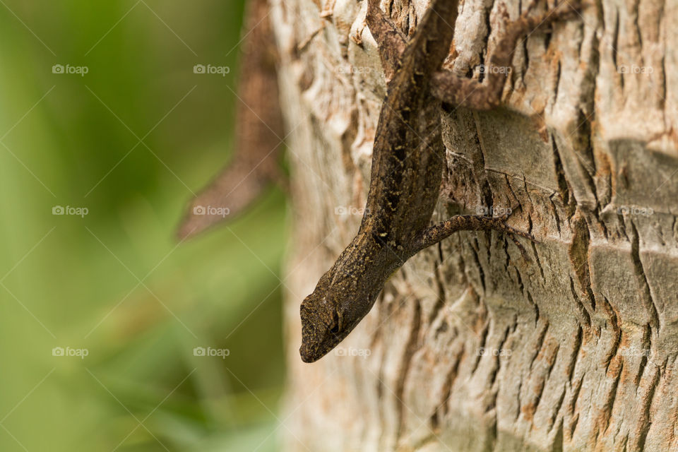 lizard down by trunk