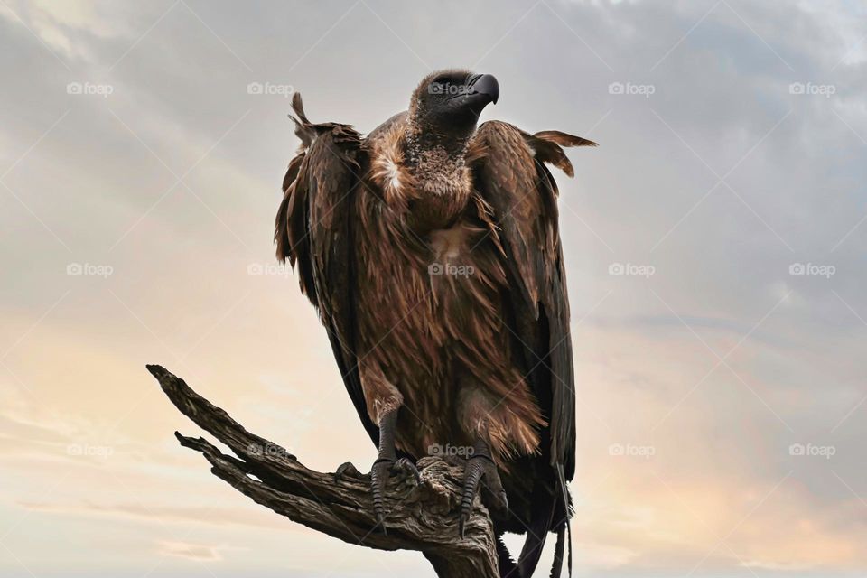 White Backed Vulture sitting in a tree and scouting the bush for food.