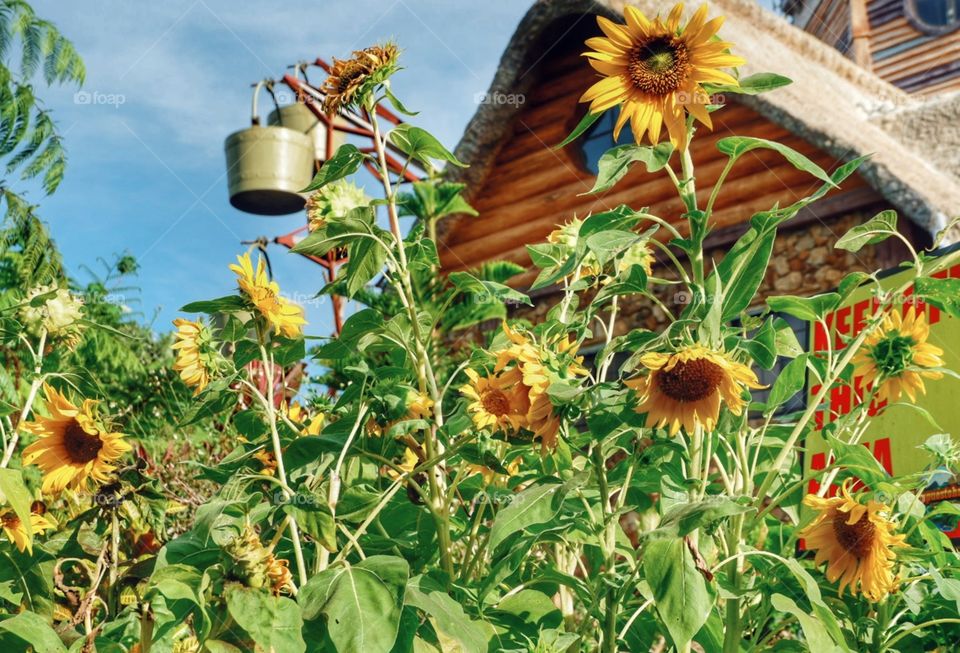 So what do you plan to do on a bright, sunny day? These pretty sunflowers are indeed a ray of sunshine 🌻