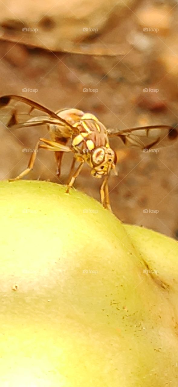 Fly in action to pierce the tomato