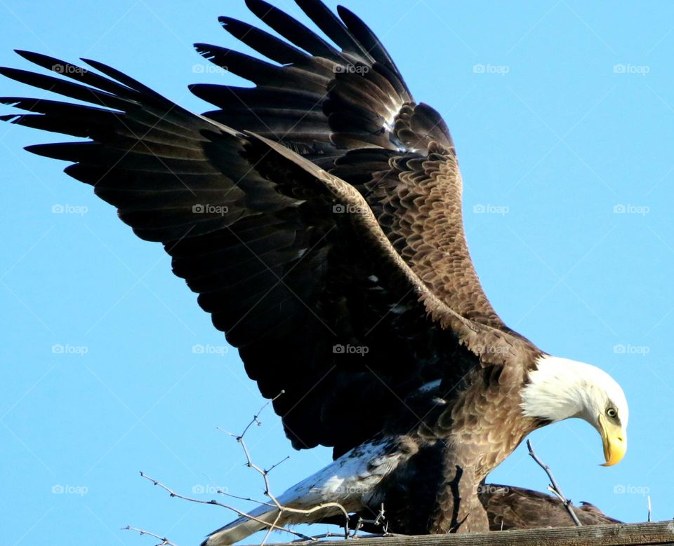 Bald Eagle Landing on Roost