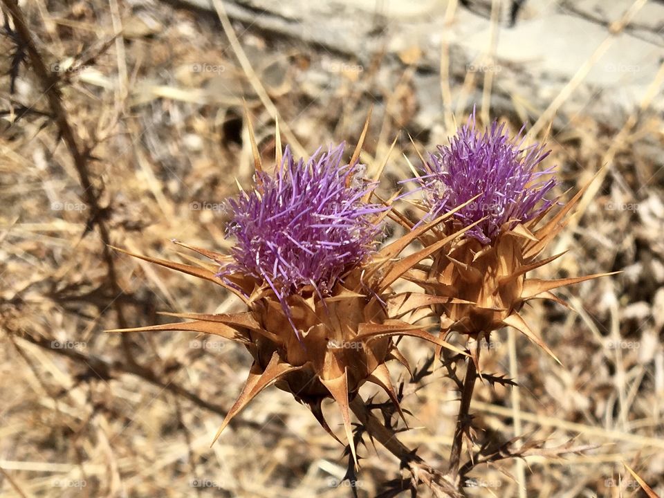 thistle flowers