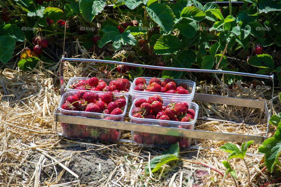 Self picked Strawberries outside Malmö in Sweden.