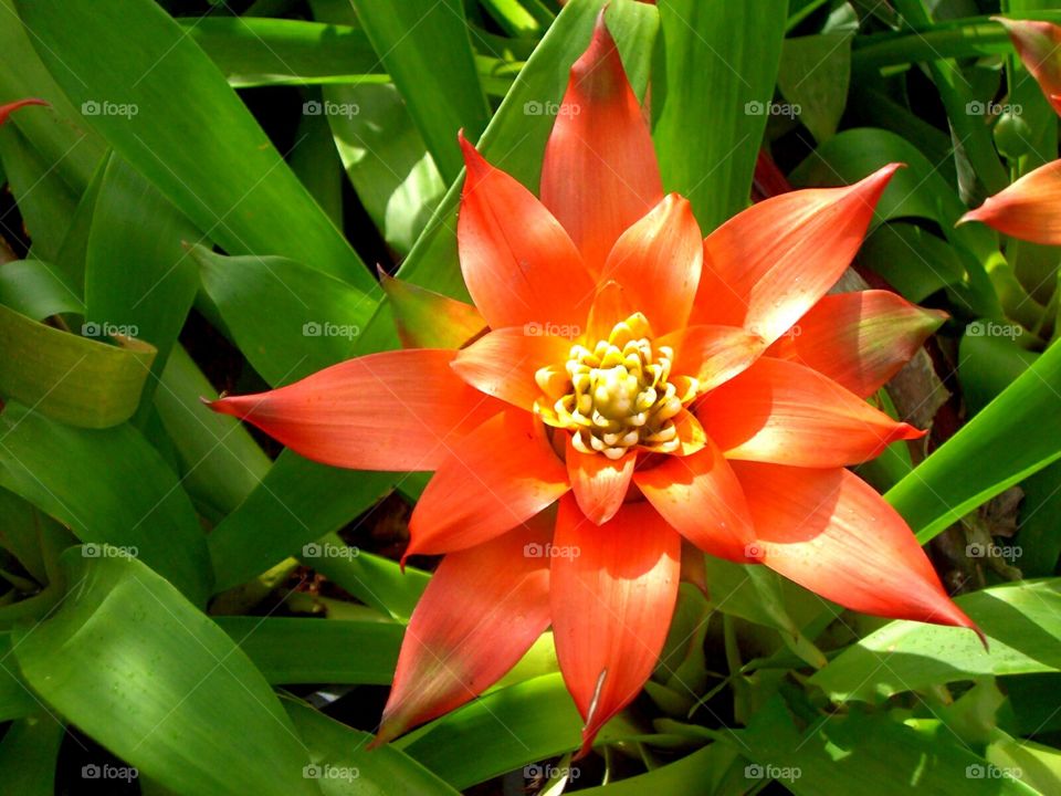 Red bromeliad blooming in garden