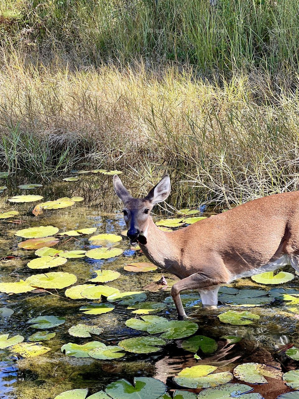 Young female whitetail deer wading in lily pond. She’s looking up at the camera with a mouthful of lilypads and one foot raised tentatively.