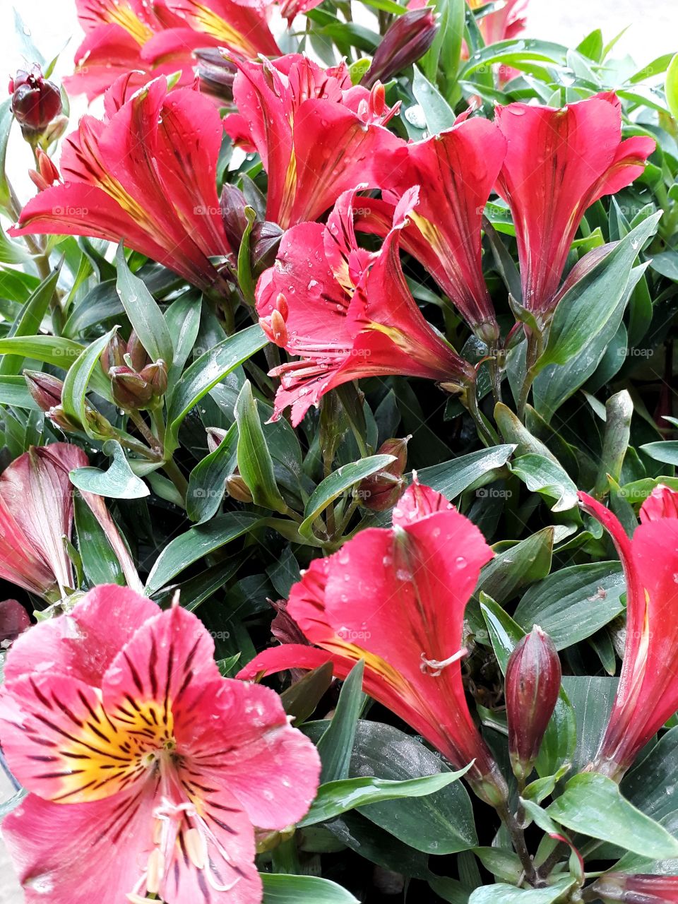 Flowers getting wet in the rain