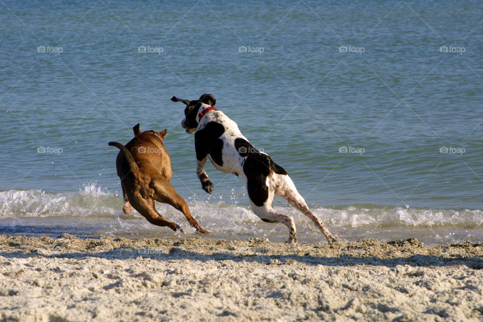 Dog Beach Playtime