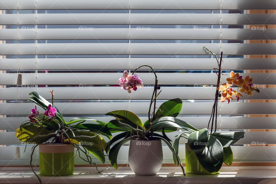 Orchid flowers in pots on window parapet against Venetian blinds. Potted plants at home. Phalaenopsis Orchidaceae or Moth Orchids