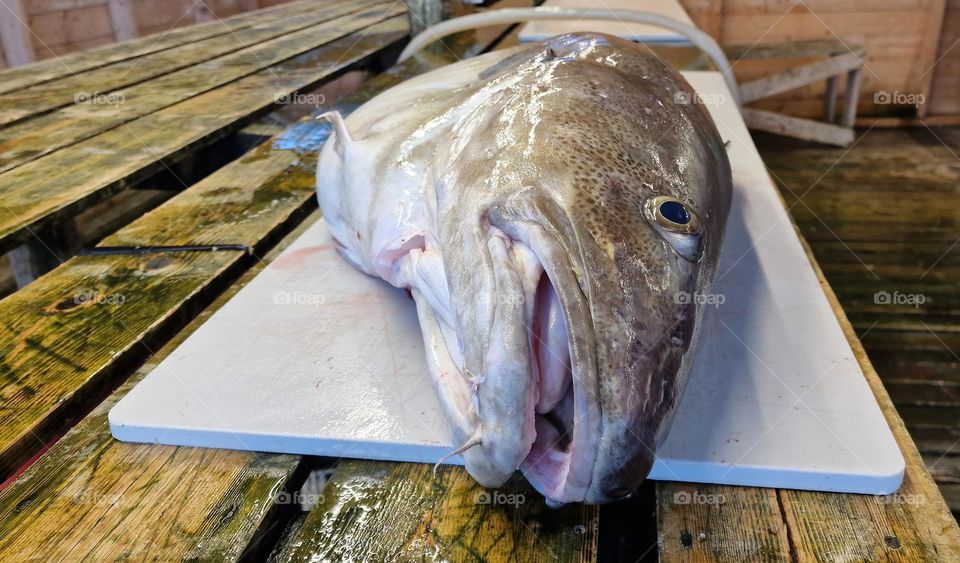 Enormous size fresh Atlantic skrei cod on a fish processing table in Northern Norway weighing more than 30 kilos.