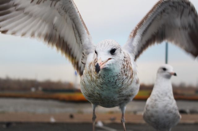 Seagull