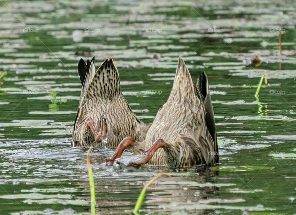 Synchronized swimming ducks