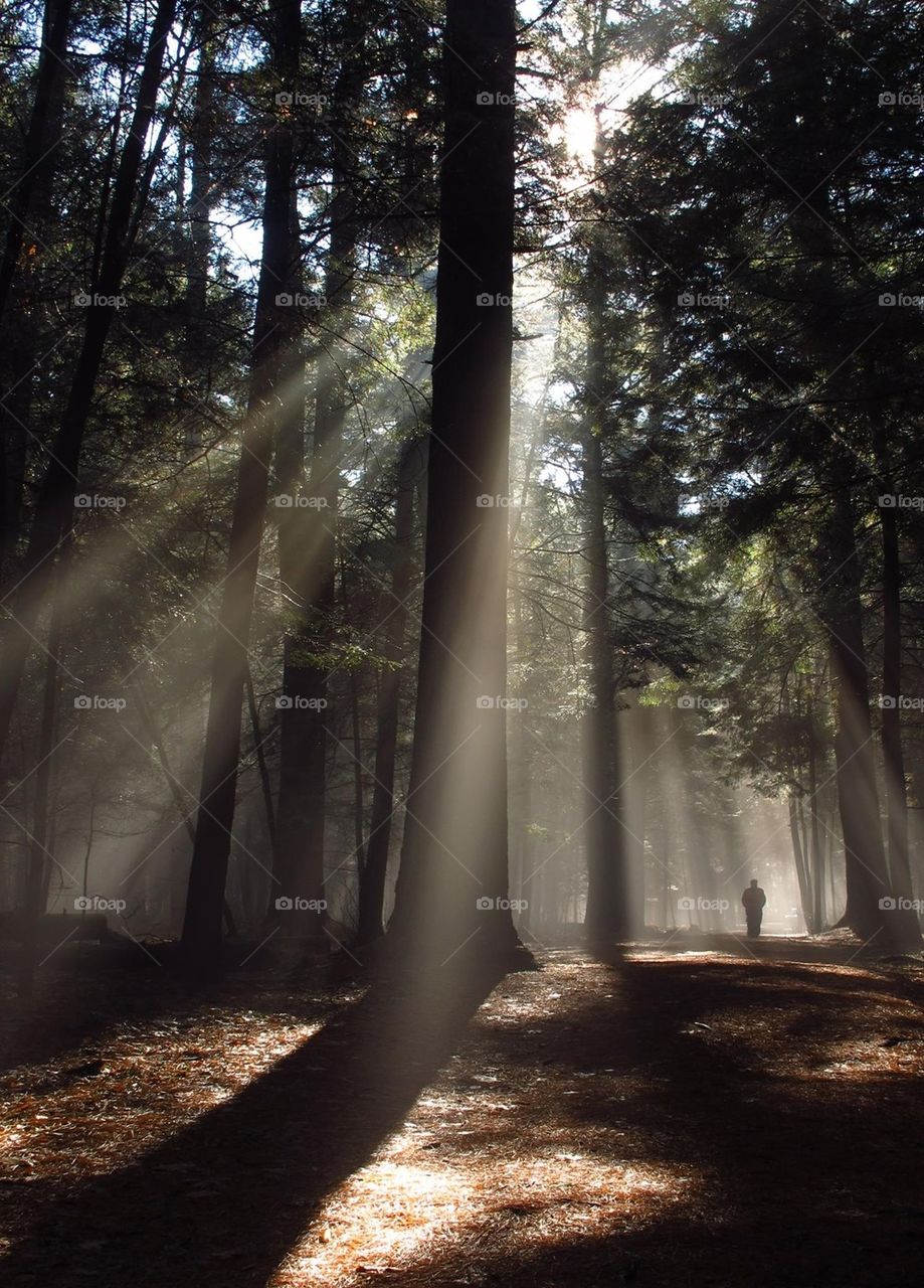 Walking Through the Ancient Forest of Rays