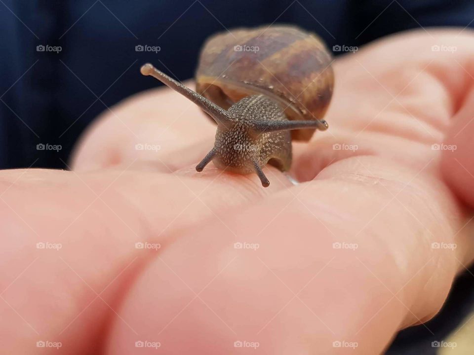 snail pulls the horns to the sun