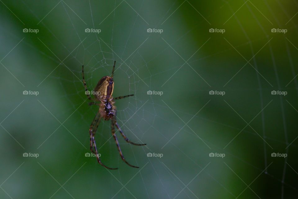 Small Spider On Web
