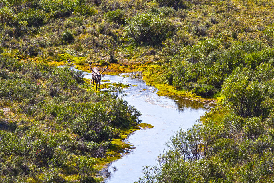 Into the wild. A moose refreshes over a river in Denali National Park, Alaska, USA 