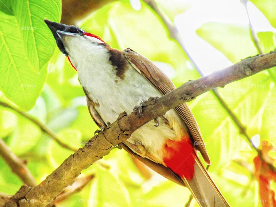 The red-whiskered bulbul  or Pycnonotus jocosus or bulbul bird or crested bulbul in India.