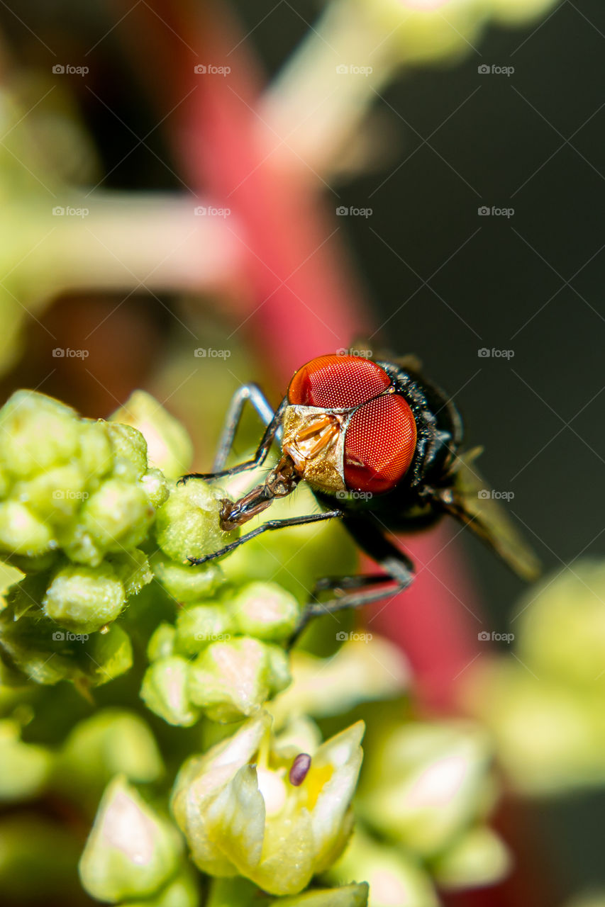 Fly Pollination. The two-winged insects (flies, gnats, mosquitos) is a very large group. Many of them specifically visit flowers, such as the Syrphid flies or flower flies.