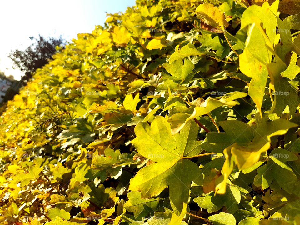autumn leafes