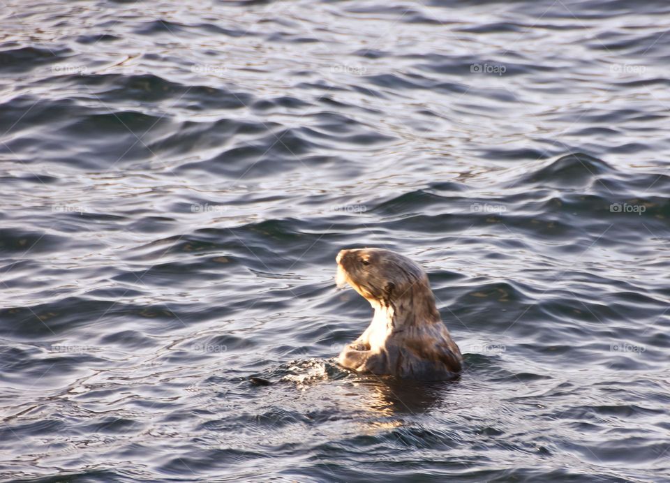otter in water