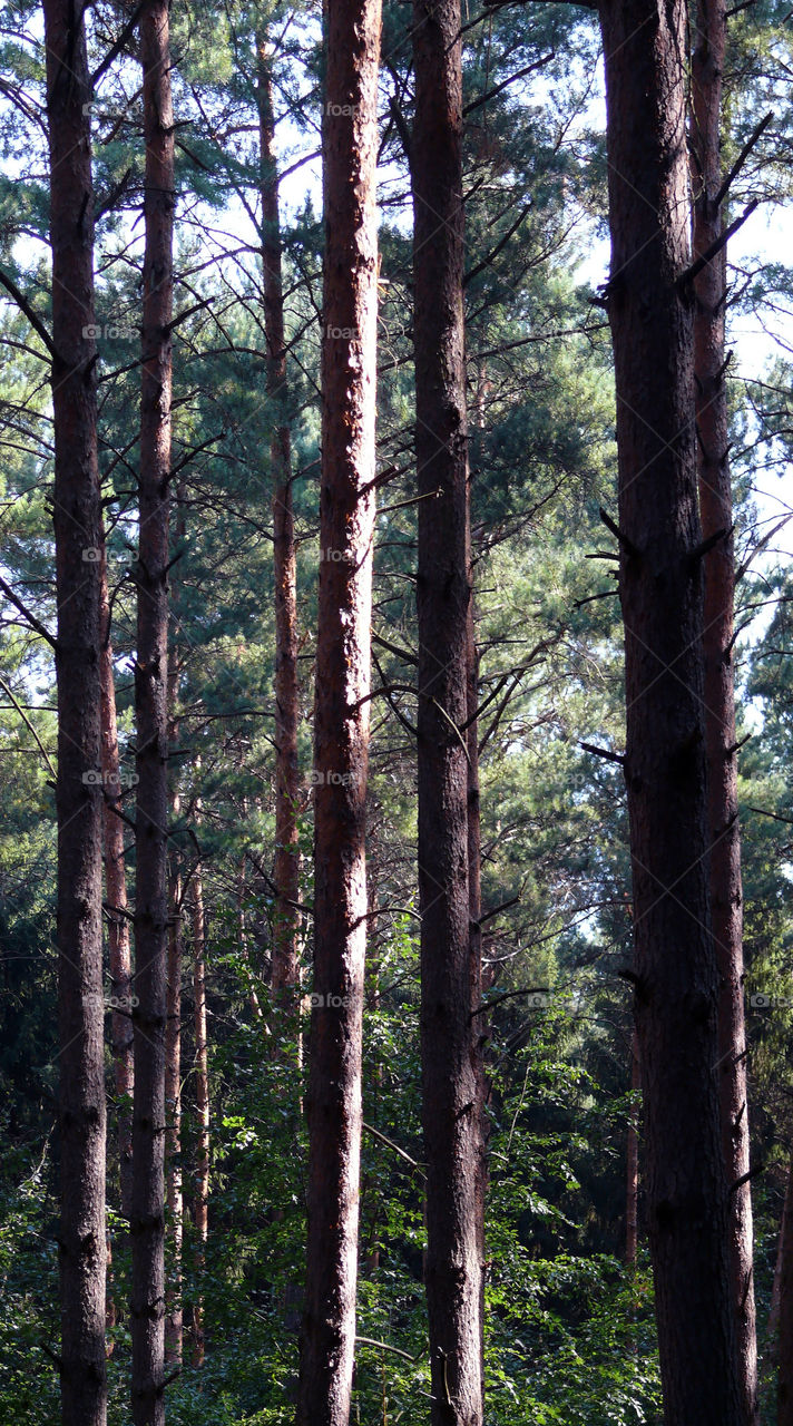 Trees in forest during summer in Bernau bei Berlin.