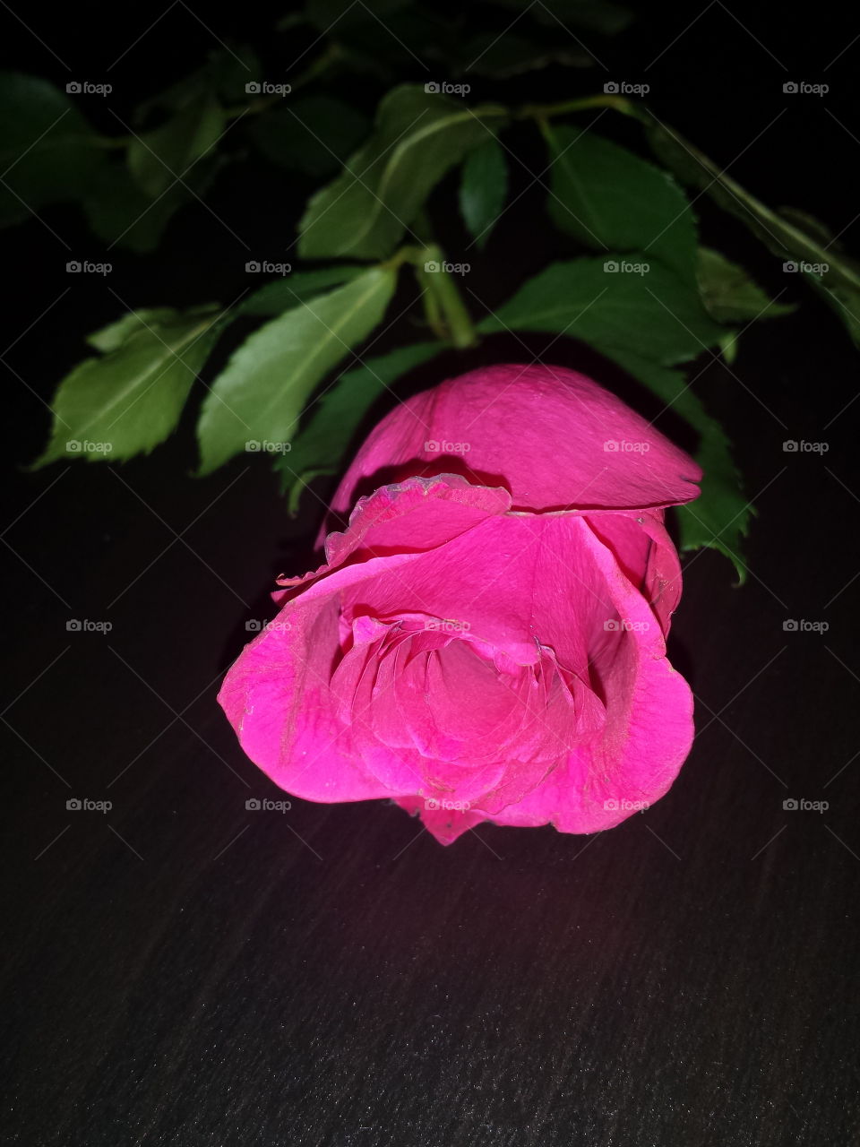 rose in macro