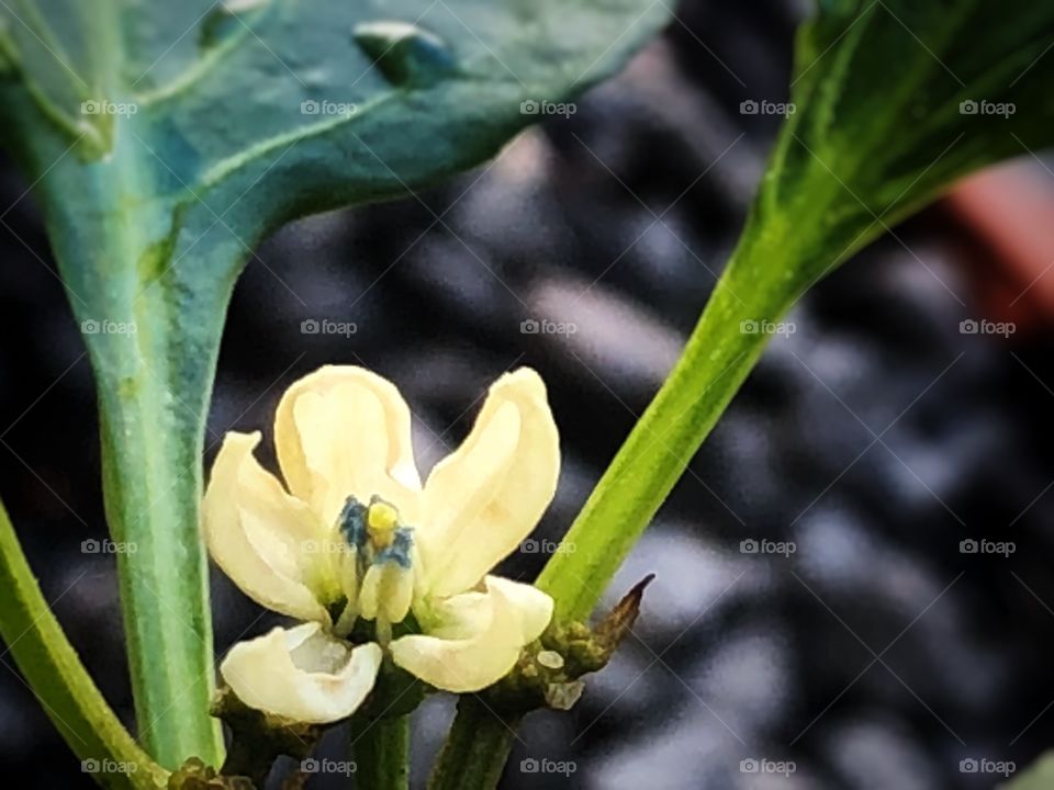 Chilli Flower in our backyard garden... Small, delicate and beautiful. Hidden behind some leaves.