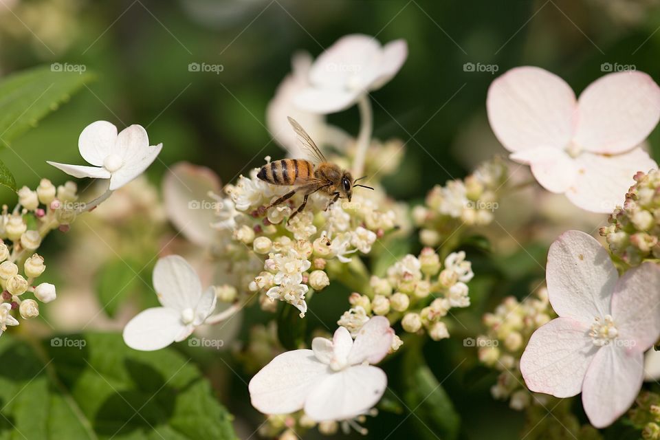 Bee