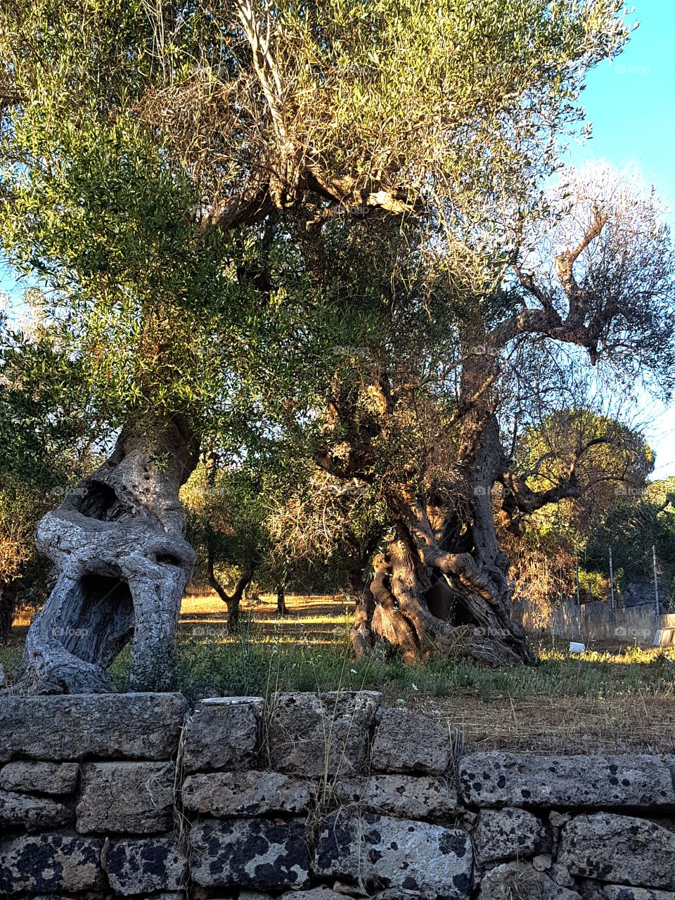Olive tree in Apulia.