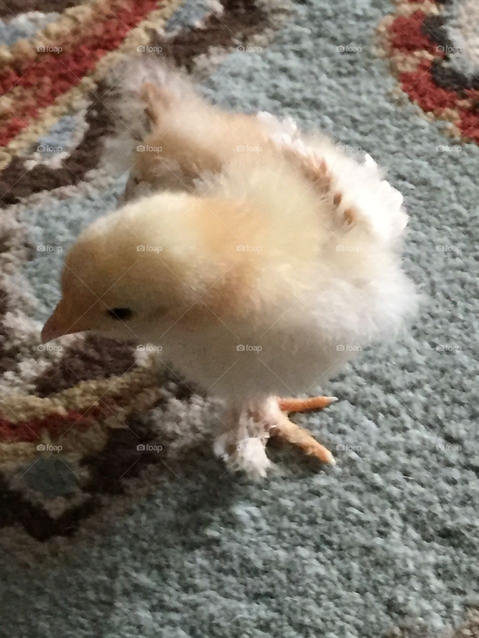 Cute chick on rug