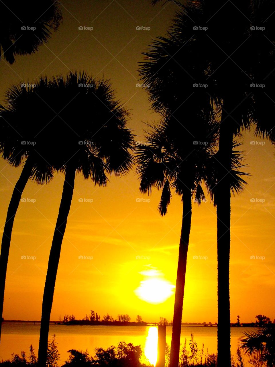 Palm trees at sunset