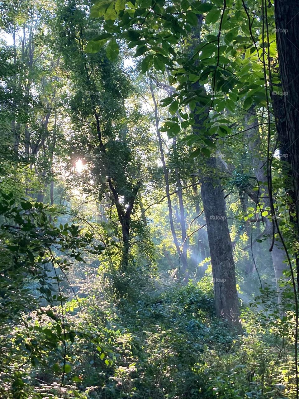 Morning fog moves through the trees