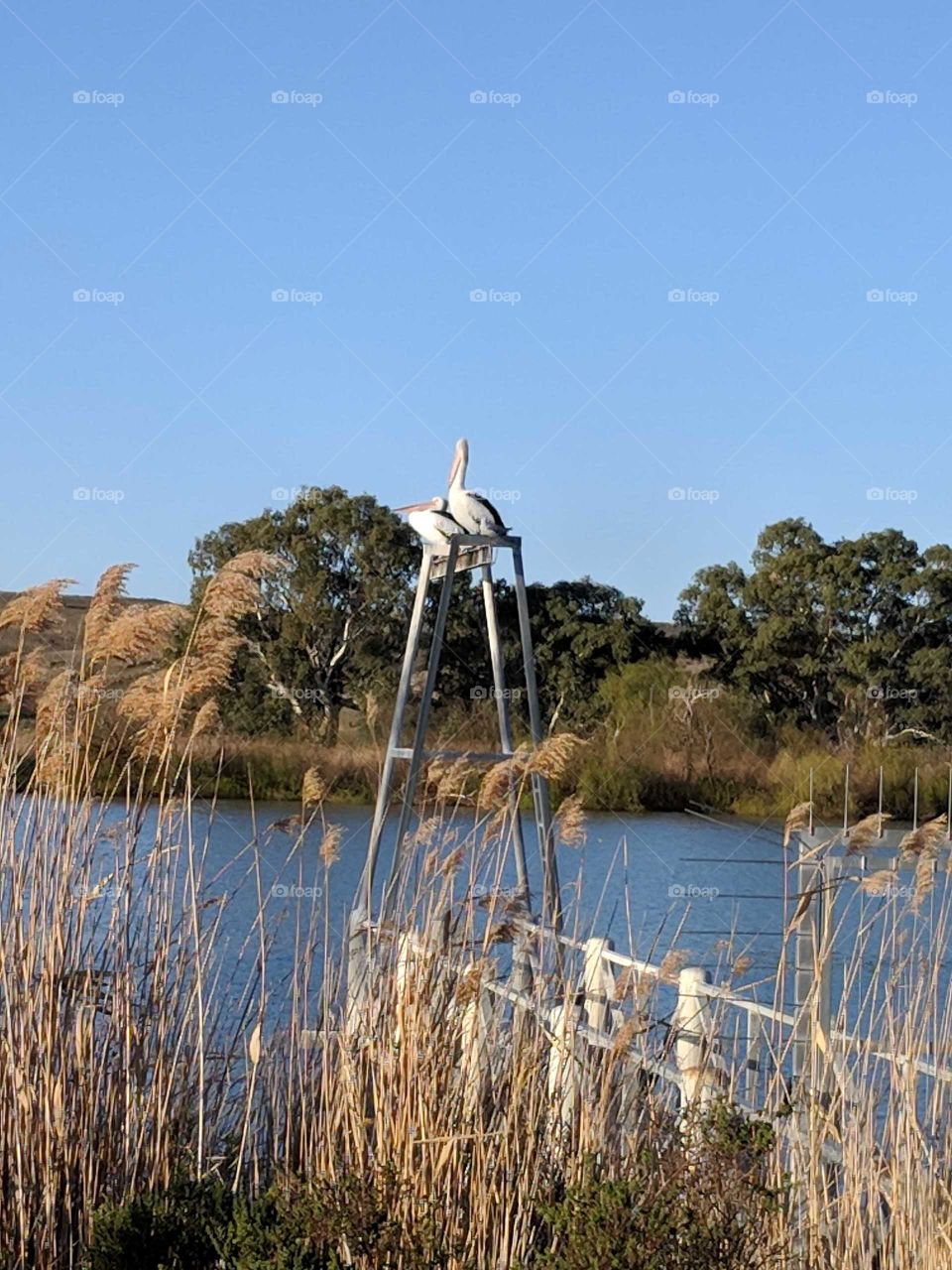 Pelicans resting by the waters edge