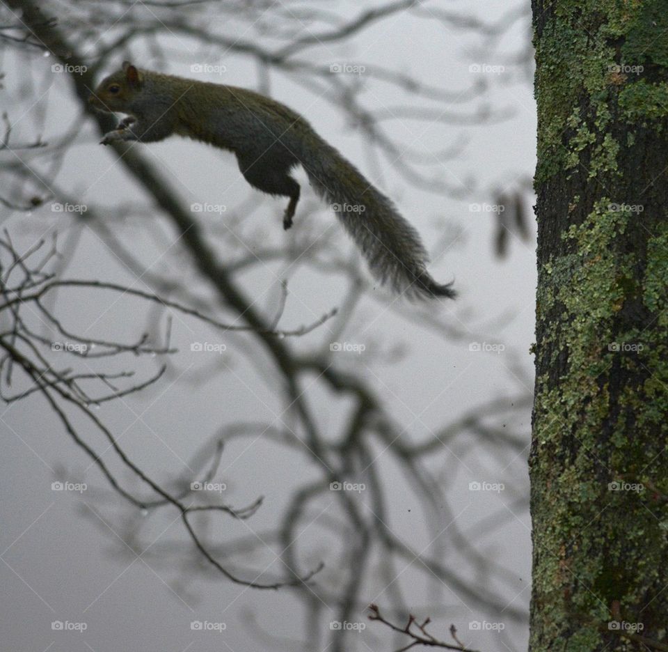 Leaping Squirrel = faith