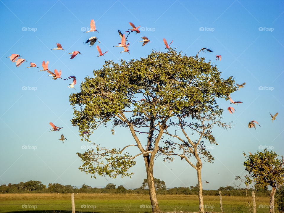 Birds flying on pantanal. Aves voando no pantanal.