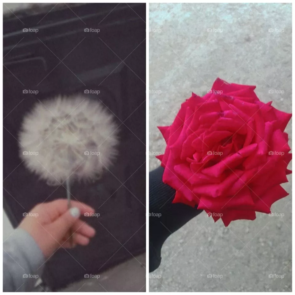 Flowers